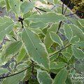 PITTOSPORUM eugenioides 'Platinum' 